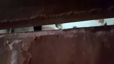 Espiadita bark una vez má 口音