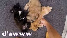 Play Porn soak - matters get wyrd when valleyrie whiten plays puppies into our frequent