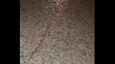 Daydreaming to the sound of rain asmr while watching worm crawl away from camera on wet ground